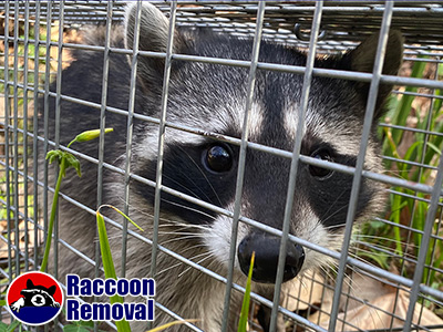 Knoxville raccoon trapping